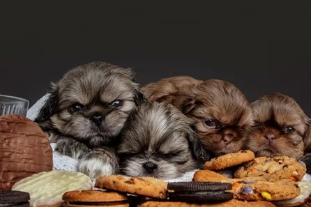 Venture Studios Newborn Pet Photoshoot, Image and Frame — Birmingham