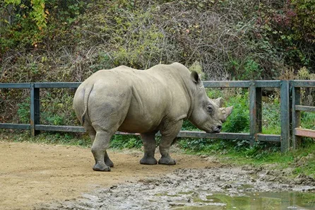 Chessington World of Adventures VIP White Rhino Encounter with Entry for Two