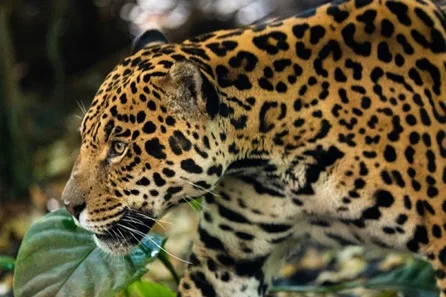 Chester Zoo Early Access, VIP Bus Tour with Admission for One Adult and One Child