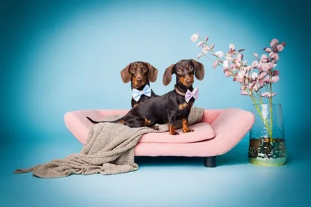 Dog Photoshoot with Desk Art Bloc Image