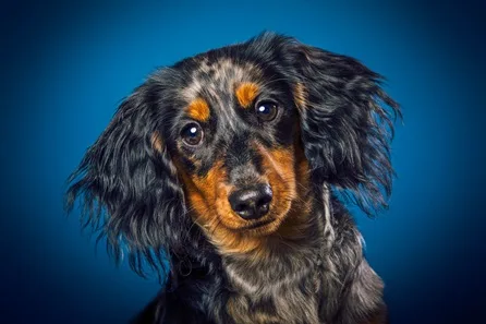 Dog Photoshoot with Image