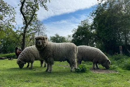 Miniature Farm Animal Experience with Sweet Treats and Tea for Two at Huckleberry Woods