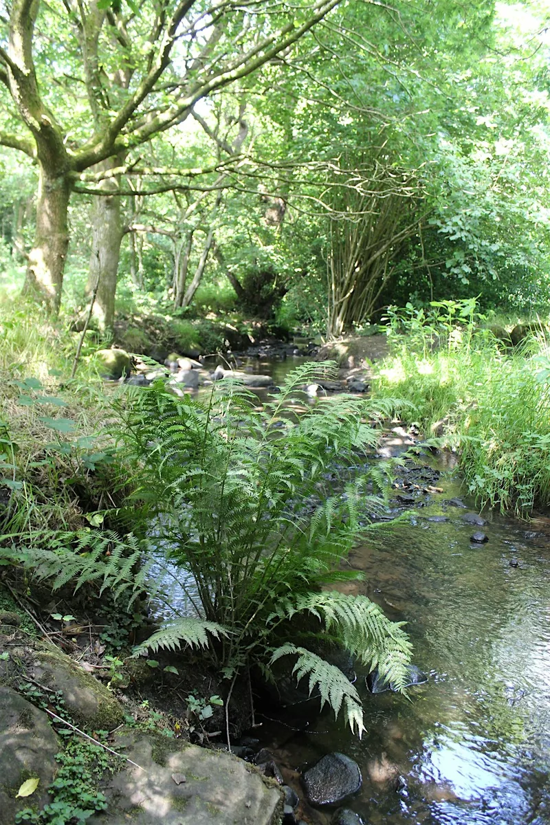 Discover Bradford's Becks: Pitty Beck and Clayton