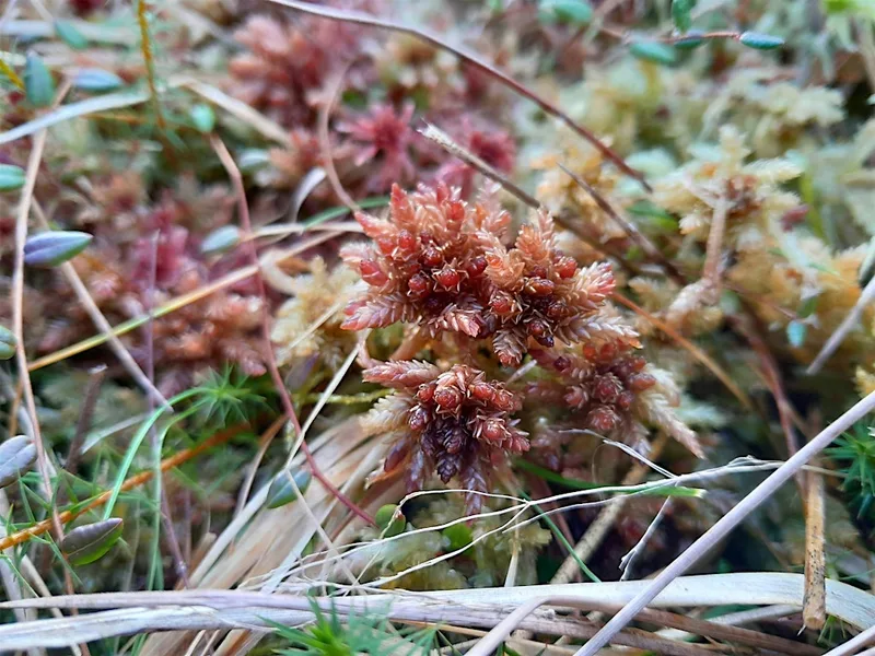 YPP Training: Introducing Sphagnum Mosses