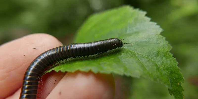 Brilliant Bug Hunt at Swanwick Lakes 10am - 12noon