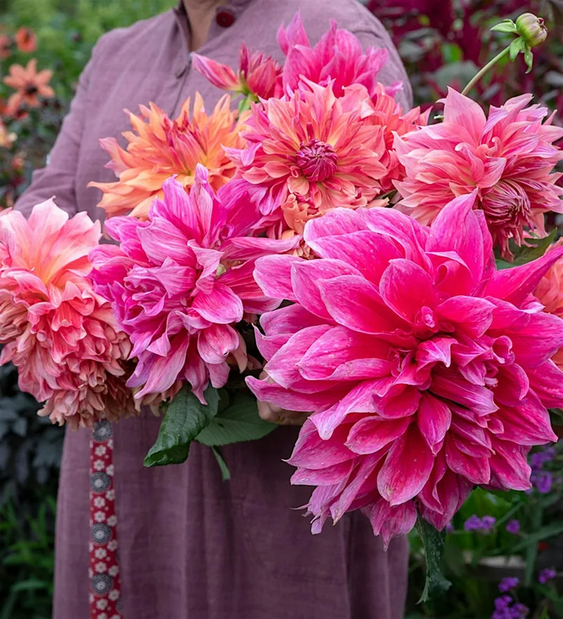 Perch Hill Garden Open Day - Thursday 13th August 2026