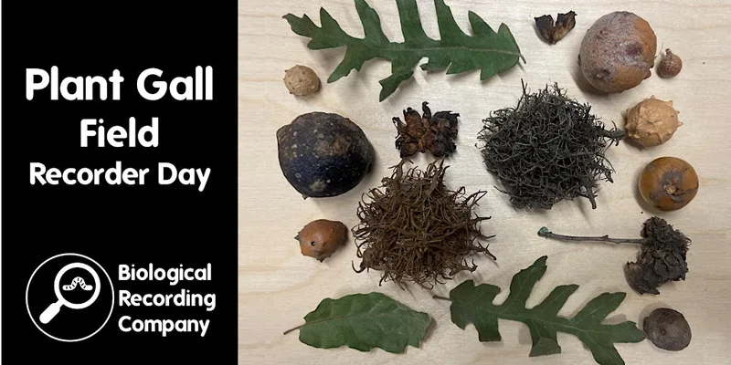 Plant Gall Field Recorder Day