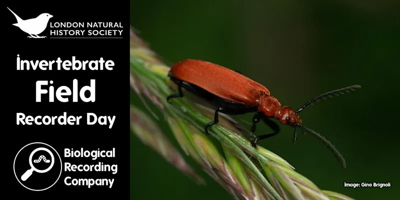 Invertebrate Field Recorder Day