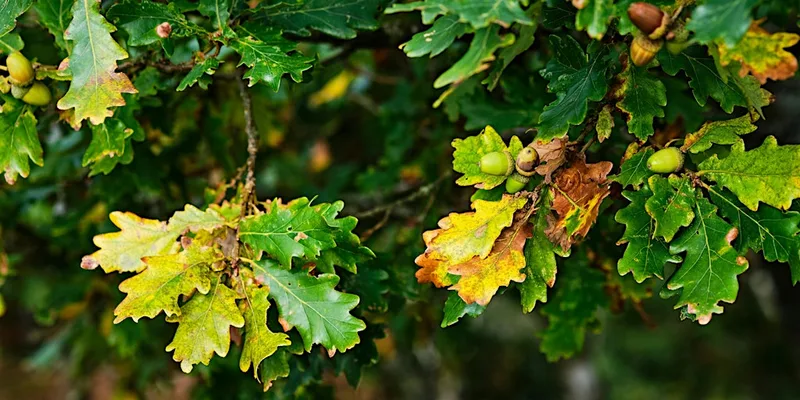 Tree Identification Walk at Ryton Pools Country Park