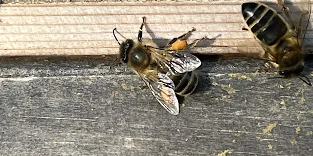 Cornwall and West Cornwall Beekeepers' Convention 2026 - 'A Bit of a Do'