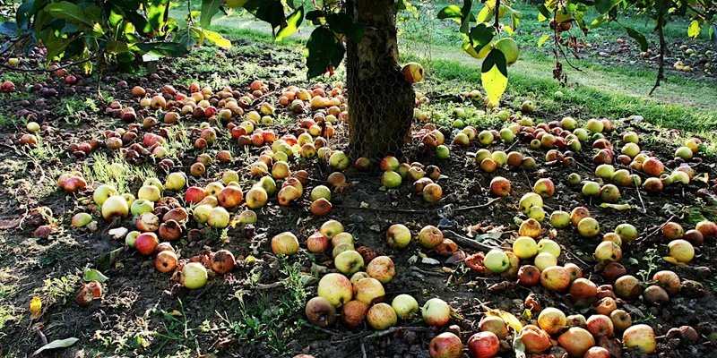Apple Day Celebration at Macclesfield Riverside Park
