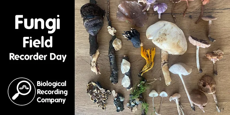 Fungi Field Recorder Day