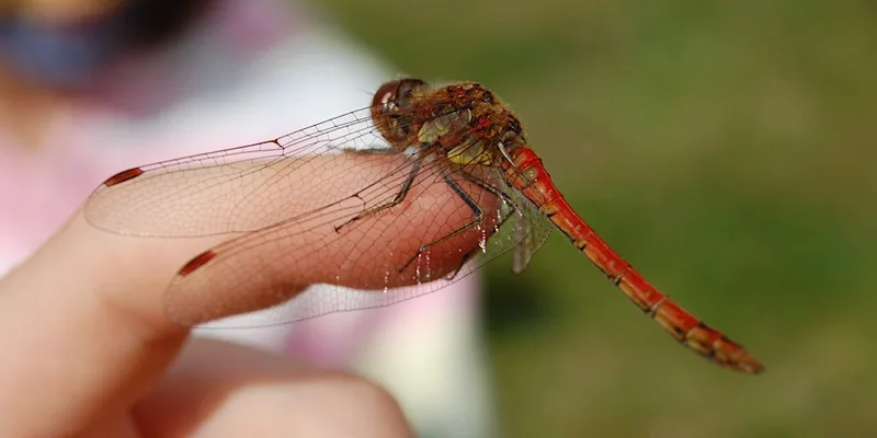 Far Ings Family Fun: Dragonfly Discovery