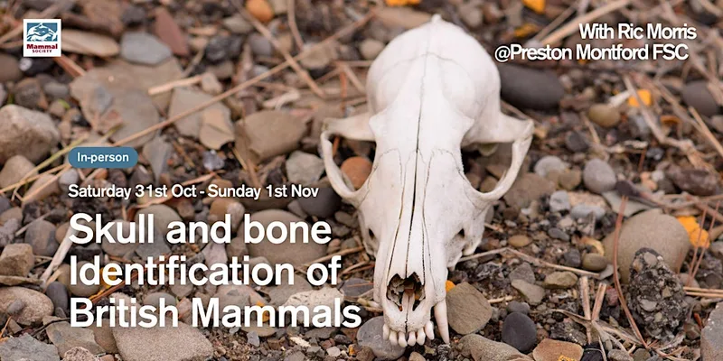 Skull and Bone Identification of British Mammals (2-day course)