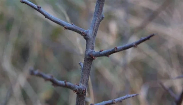 Winter twig identification course (Devon)