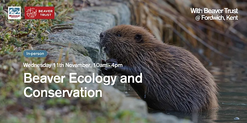 Beaver Ecology and Conservation (in-person)
