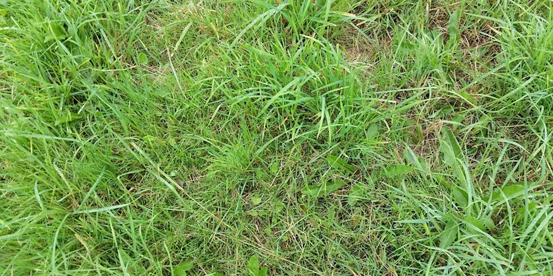Vegetative grass identification course (Devon)