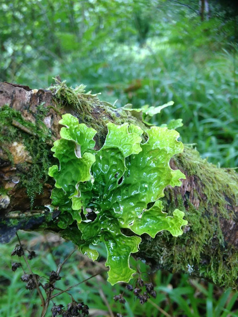 Lichen Workshop - Fortrose Library