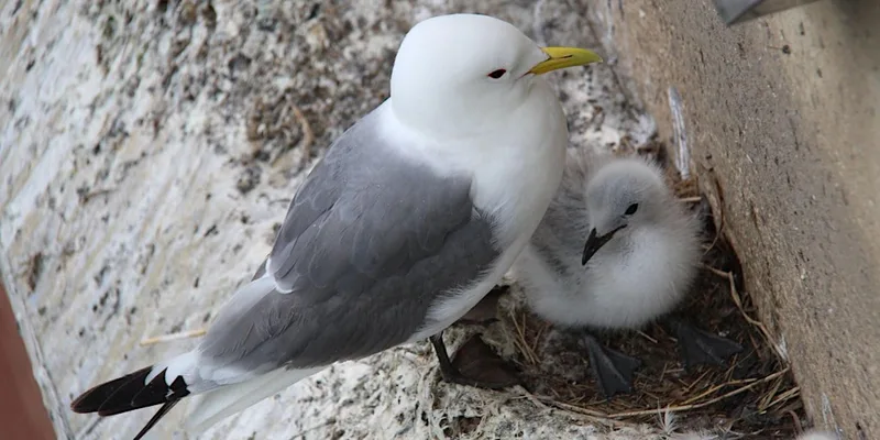 Kittiwake Talks