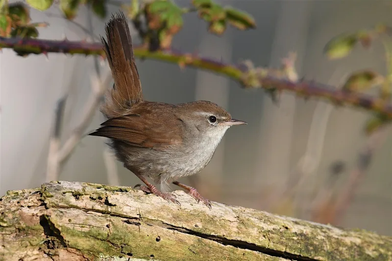 NWT Thorpe Marshes guided walk (8 September)
