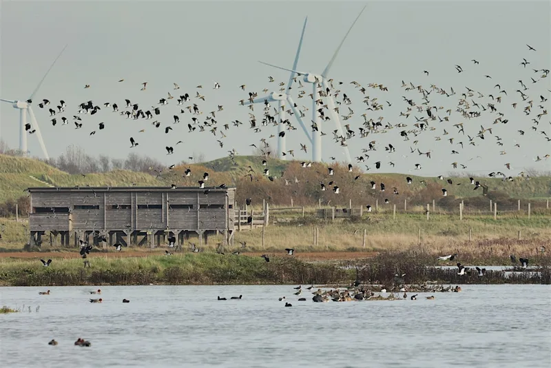 Corporate Wild Work Day: Conservation Day at Rye Harbour Nature Reserve