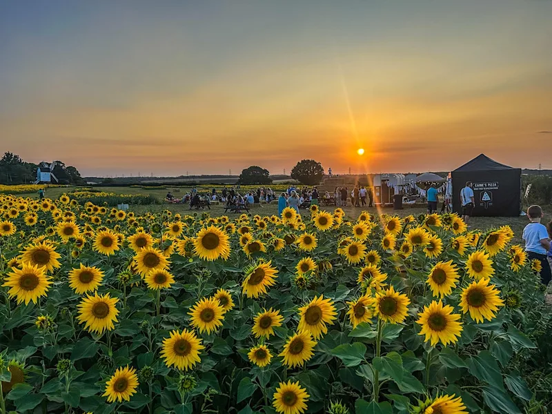 Sundowners at the Sunflowers 8th August