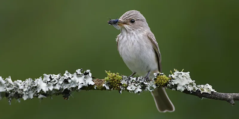 Terry's Friday Birdwatching Walks