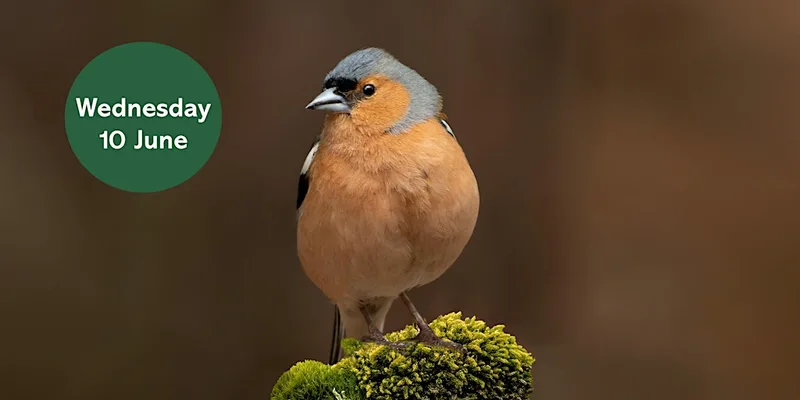 Ouse Burn Way: Urban Birding