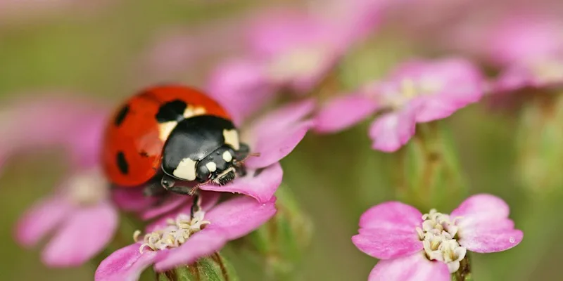 Children's Needle felted Ladybird workshop (ECC2511)