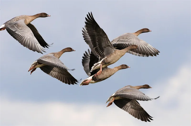 Autumn migration