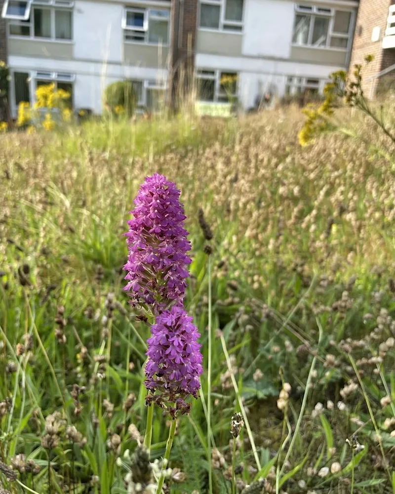 Wednesday Evening Urban Wildlife at High Wycombe Almshouses