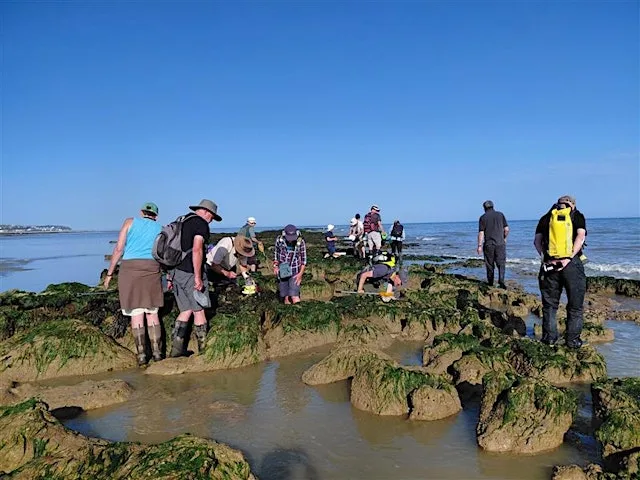 Corporate Wild Work Day: Roots & Ripples: Woodland & Beach Digital Detox