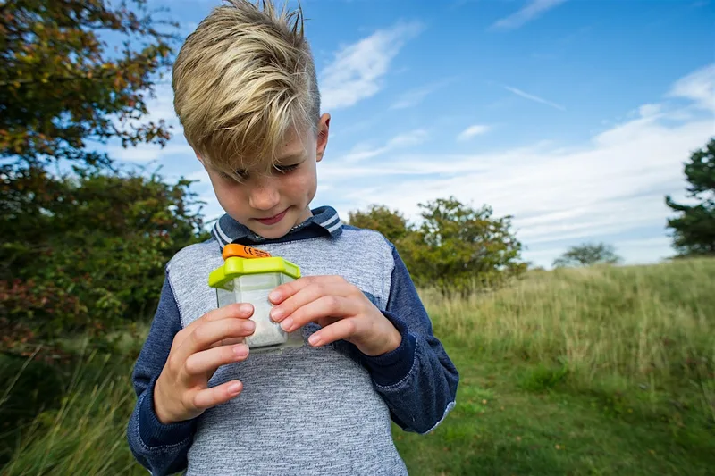 Wild in the Meadows(Trumpington Meadows): swifts and bugs