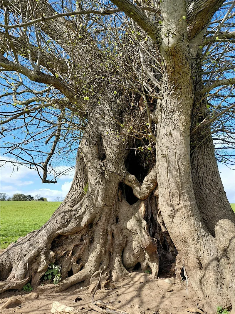 Heritage and Ancient Tree Tour