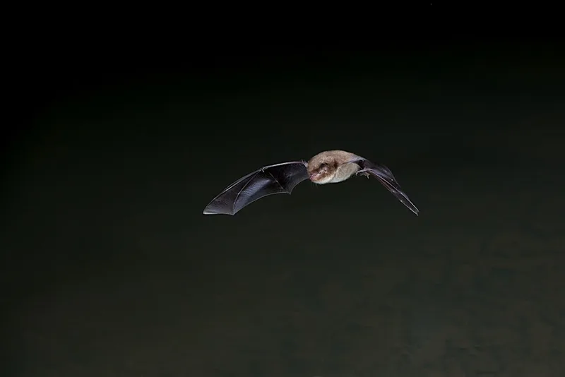 Hanningfield family bat evening