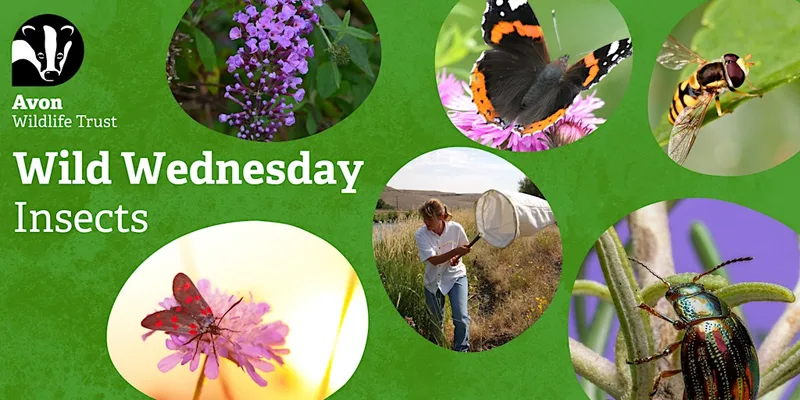 Youth Event: Wild Wednesdays - Insects