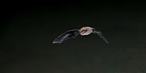 Grange Farm pond dipping and bat evening