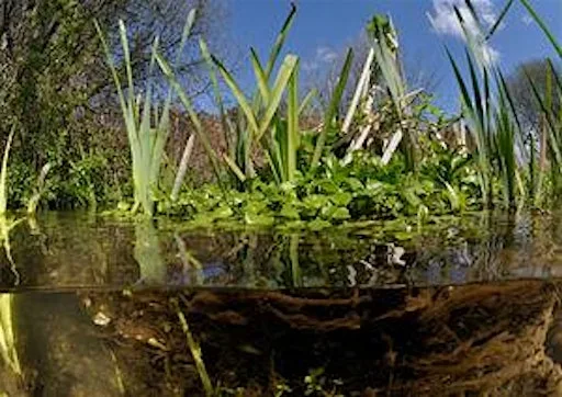 Belfairs nature boat race
