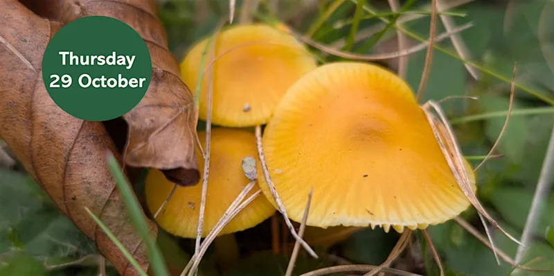 Gosforth's Wild Web: Waxcap Wander