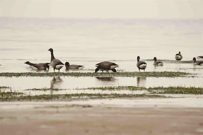 Winter waders at Farlington Marshes Nature Reserve