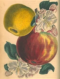 Apples galore! Searching for heritage varieties in Southampton