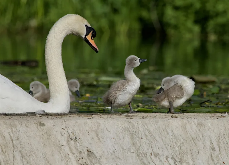 Members-only guided walk at Trumpington Meadows