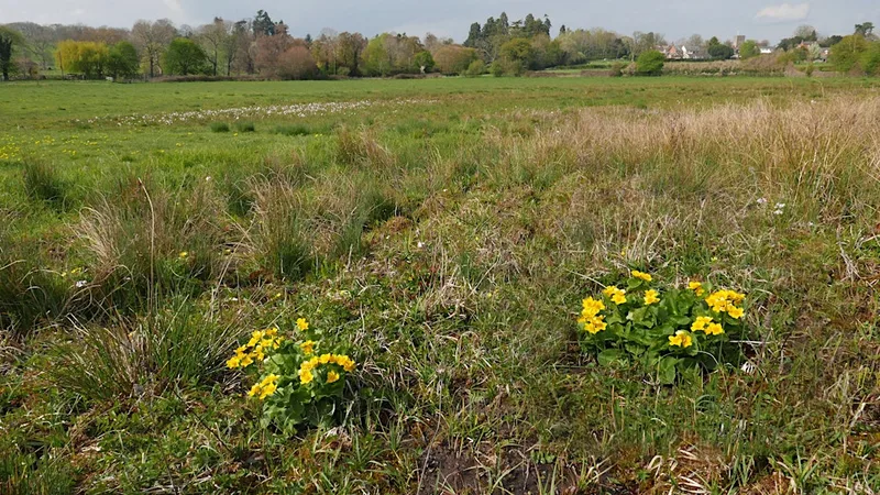 Roving Volunteer Group - Ail Meadows