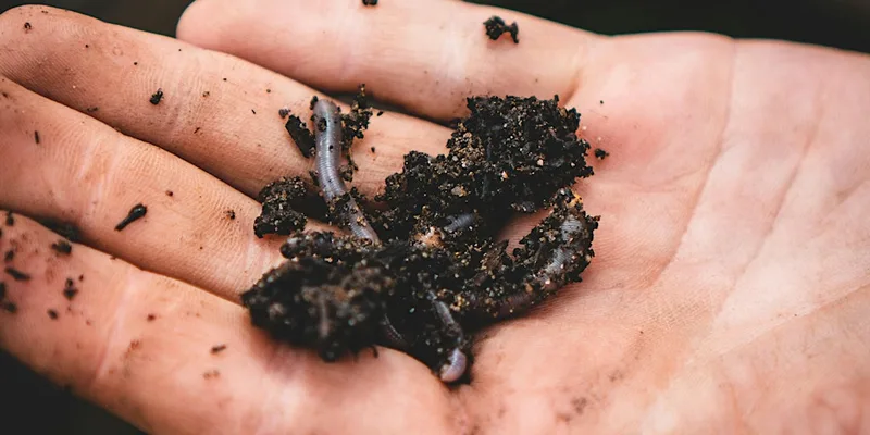Family Friendly Wormery & Composting workshop