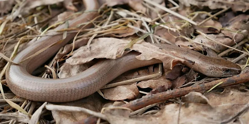Slow Worm Safari at Grove Farm