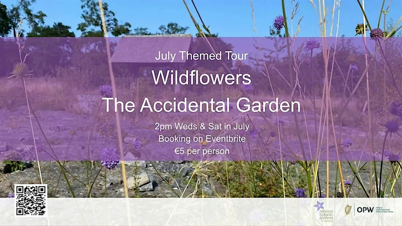 Wildflowers: The Accidental Garden