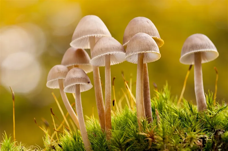Fungi; an amazing walk and talk - Woolley Firs, Saturday 17 October