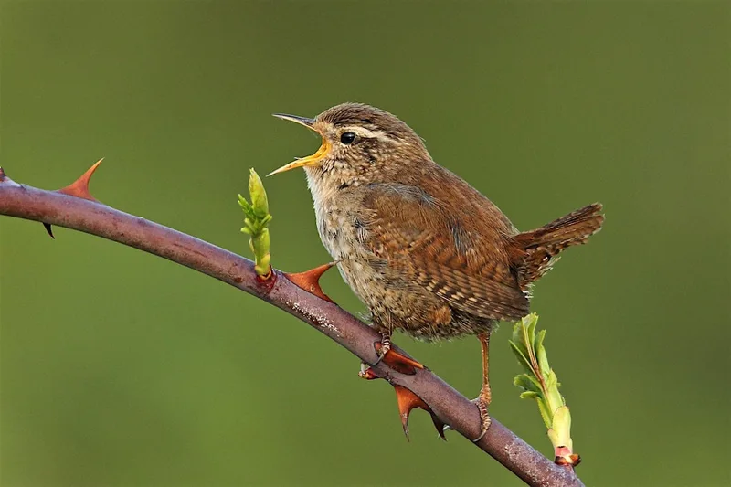 Bird ID for Beginners at Attenborough Nature Reserve