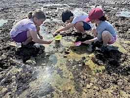 Seashore Safaris 2026 on the Thanet Coast: various bays
