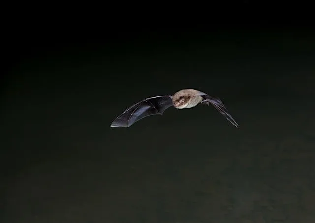 Family Bat Walk at Summer Leys